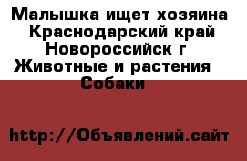 Малышка ищет хозяина - Краснодарский край, Новороссийск г. Животные и растения » Собаки   